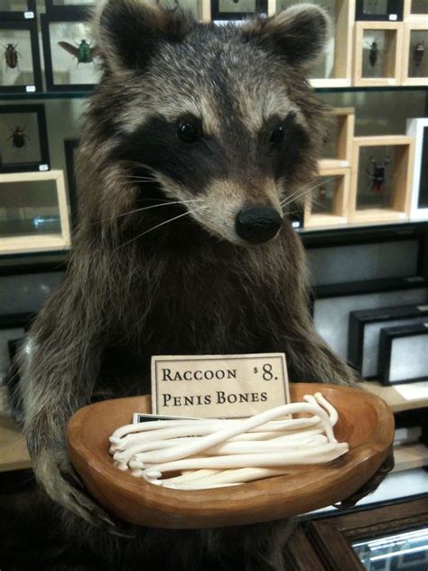 raccoon dick bone